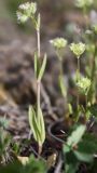 Valerianella coronata. Цветущее растение. Крым, Бахчисарайский р-н, окр. с. Трудолюбовка, на залежи у дайки. 07.05.2010.