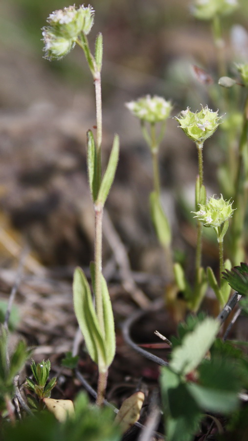 Image of Valerianella coronata specimen.