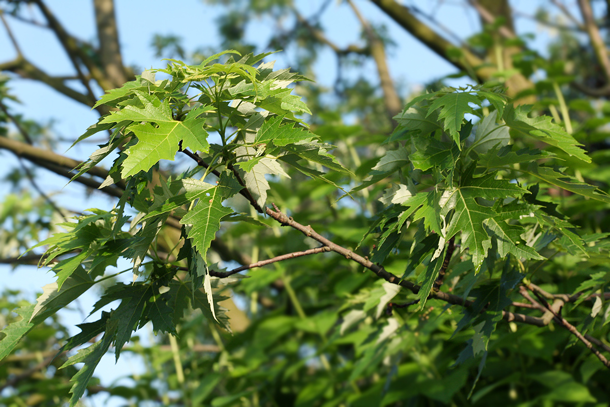 Изображение особи Acer saccharinum.