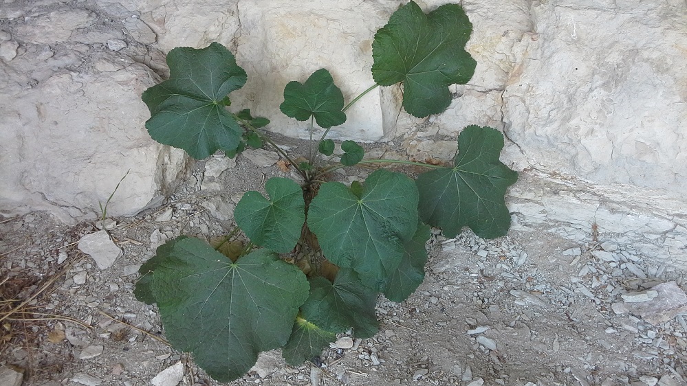 Image of Alcea rugosa specimen.