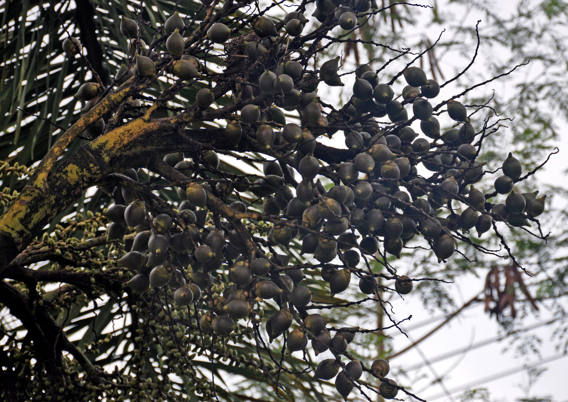 Image of Wodyetia bifurcata specimen.