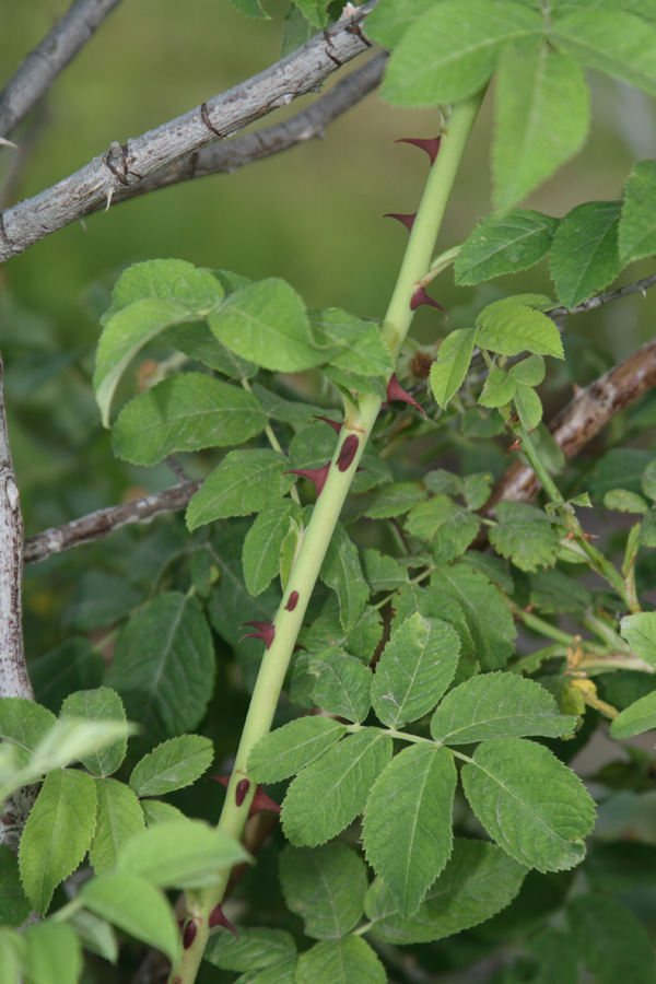 Image of Rosa arnoldii specimen.