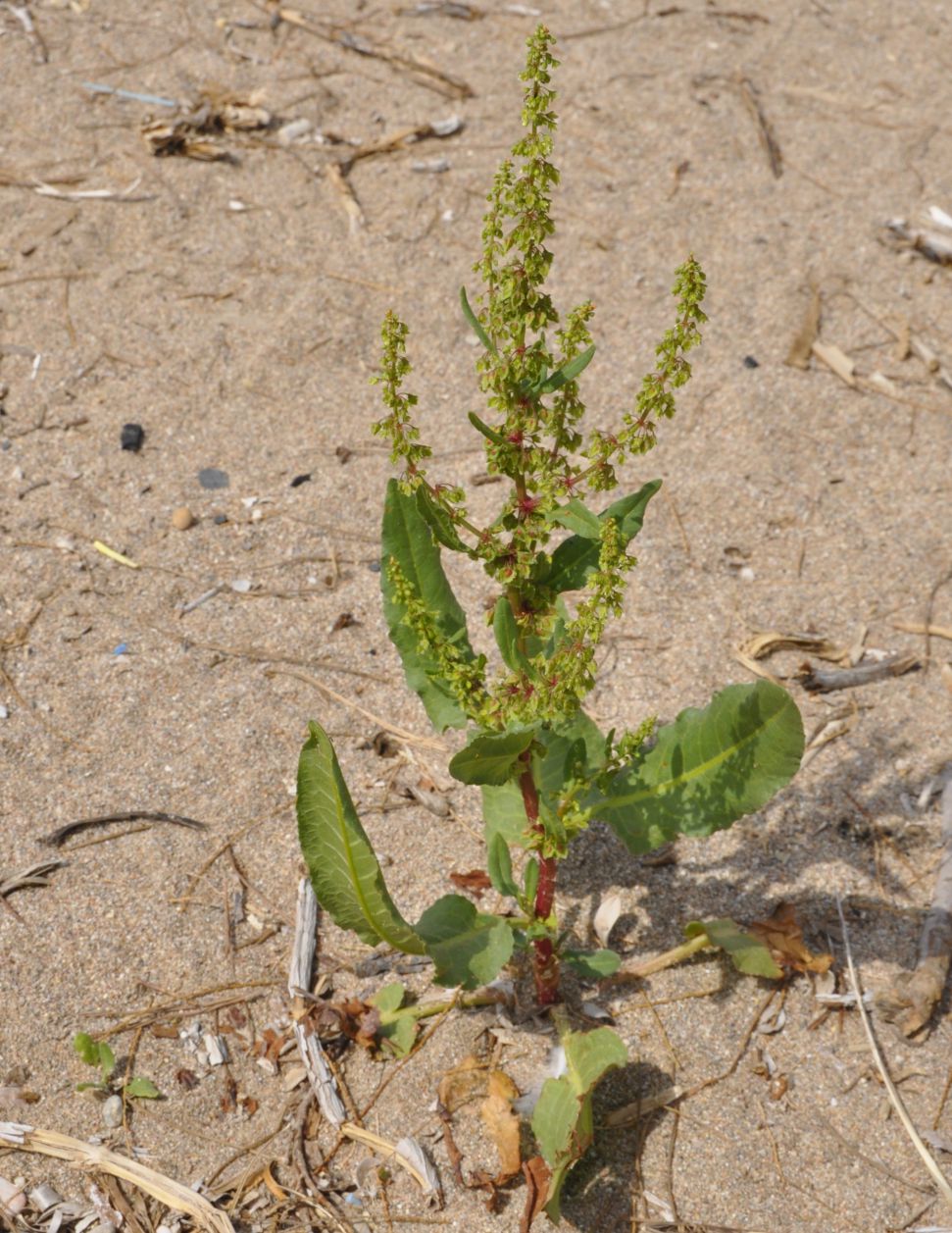 Image of genus Rumex specimen.