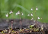 Linnaea borealis