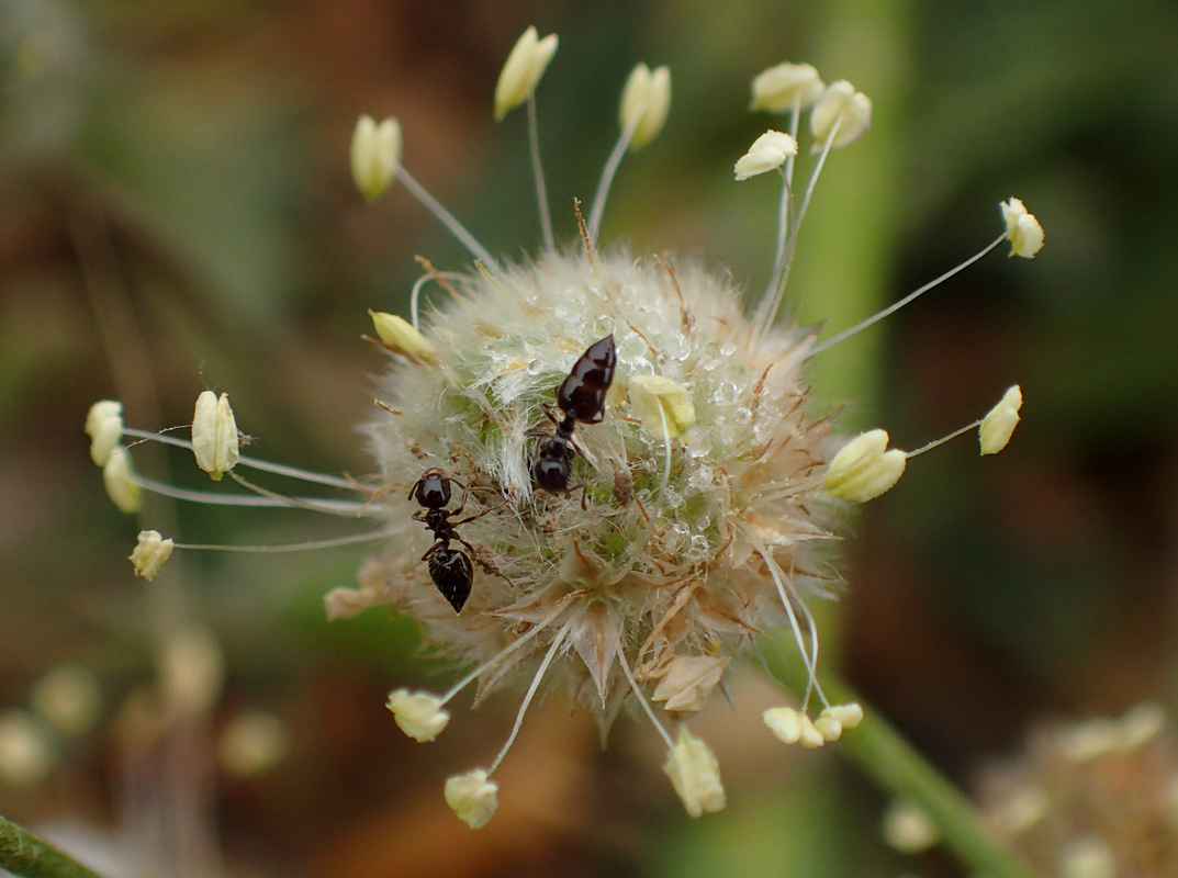 Image of Plantago lagopus specimen.