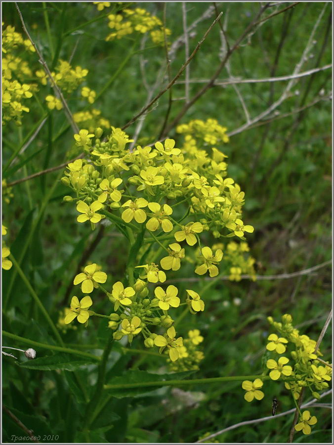 Image of Bunias orientalis specimen.