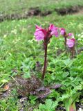 Pedicularis nordmanniana