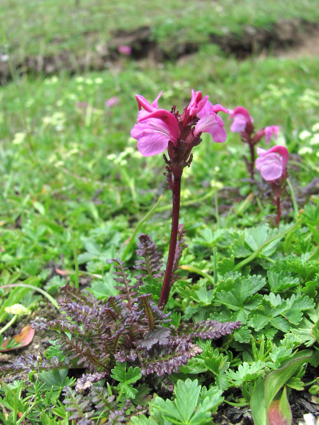 Изображение особи Pedicularis nordmanniana.