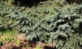 Picea asperata