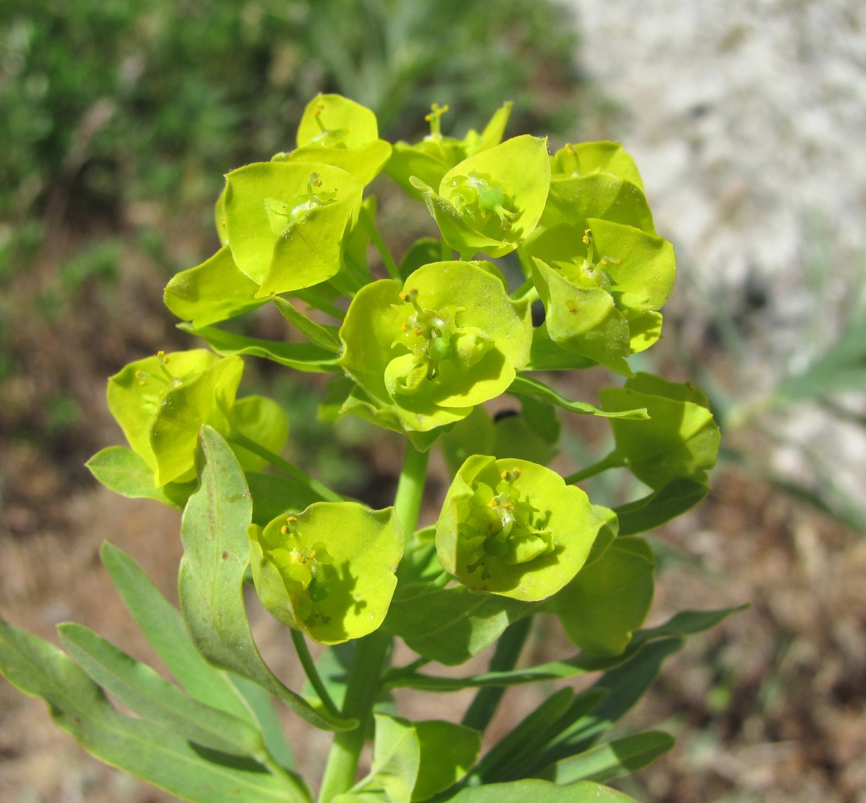 Image of Euphorbia boissieriana specimen.