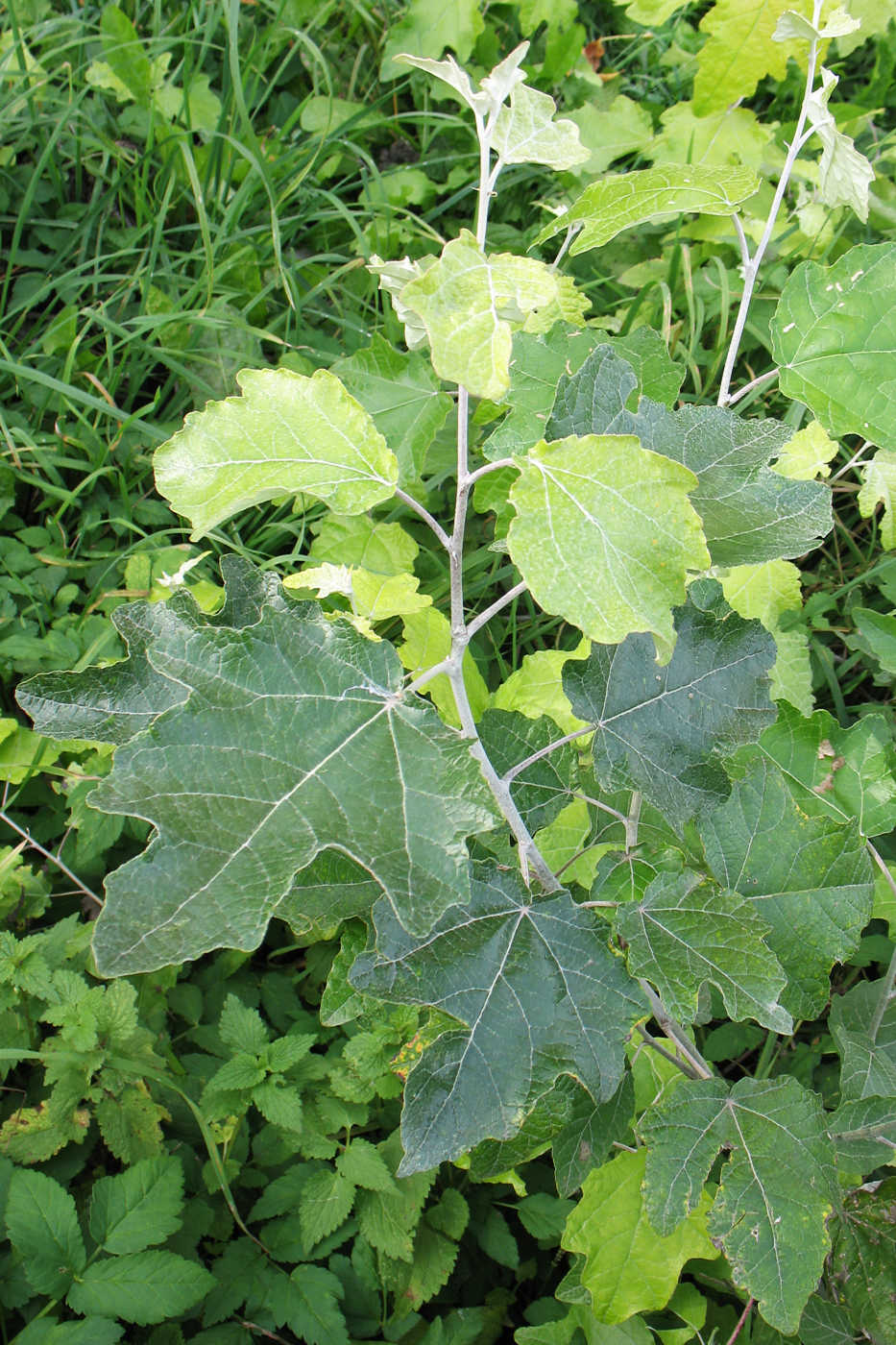 Image of Populus alba specimen.