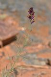 Linaria ramosa