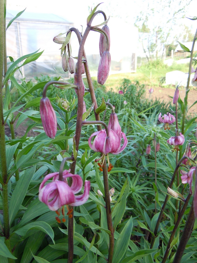 Image of Lilium pilosiusculum specimen.