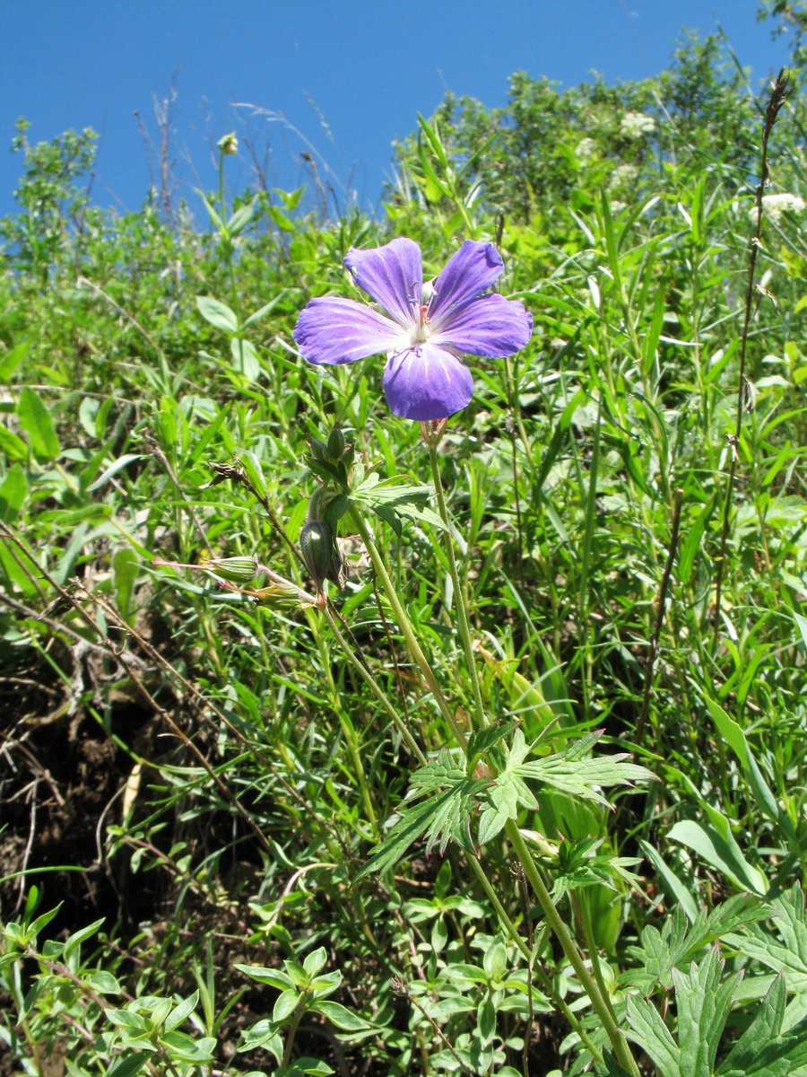 Image of Geranium pratense specimen.