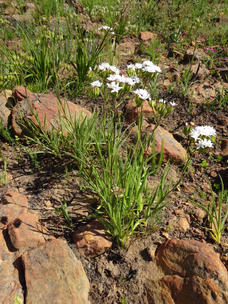 Изображение особи Corymbium villosum.