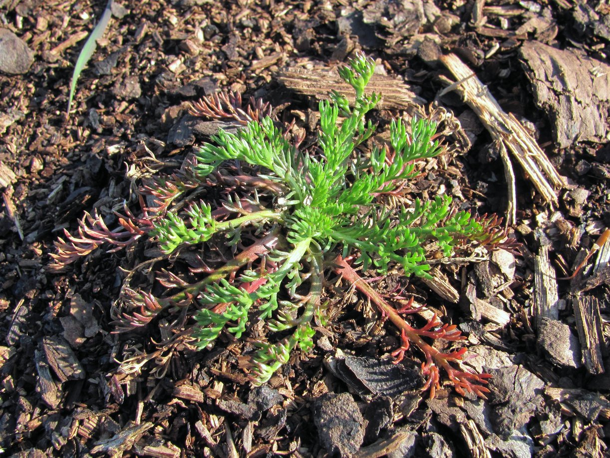 Image of Matricaria discoidea specimen.