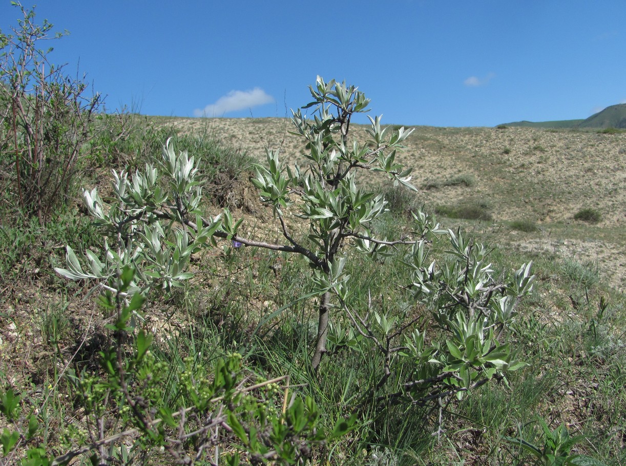 Image of Pyrus salicifolia specimen.