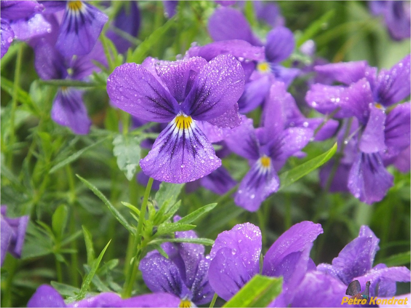 Image of Viola declinata specimen.