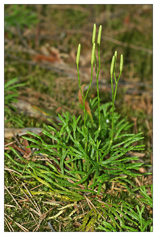 Изображение особи Diphasiastrum complanatum.