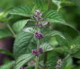 genus Mentha