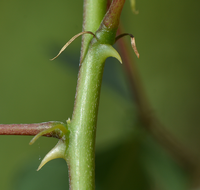 Image of Erythrina herbacea specimen.