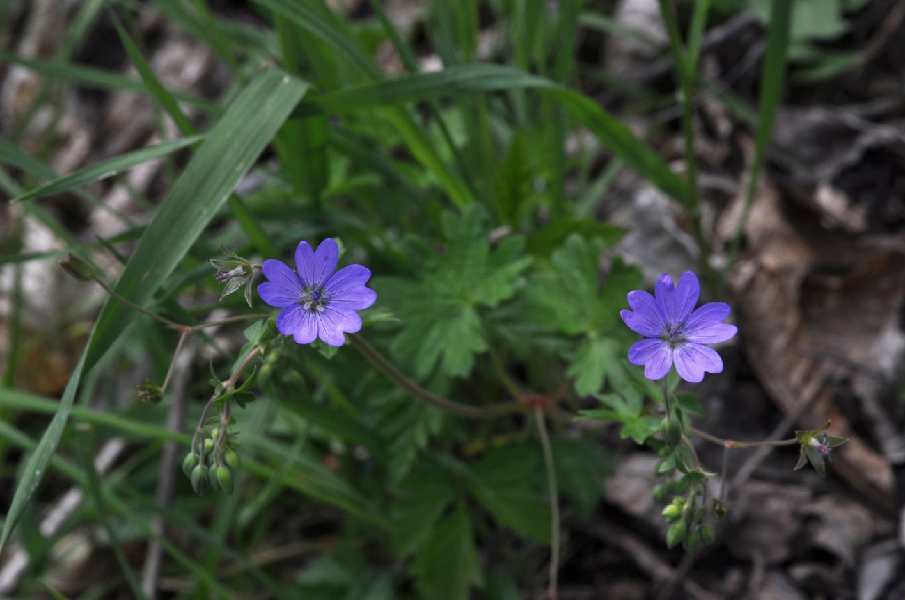 Image of genus Geranium specimen.