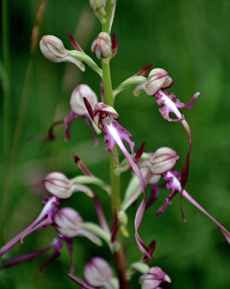 Image of Himantoglossum calcaratum specimen.