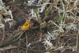 Taraxacum officinale. Растение с раскрывающимися соцветиями. Костромская обл., Судиславский р-н, окр. дер. Антипино, сорное на крае поля. 12.12.2019.