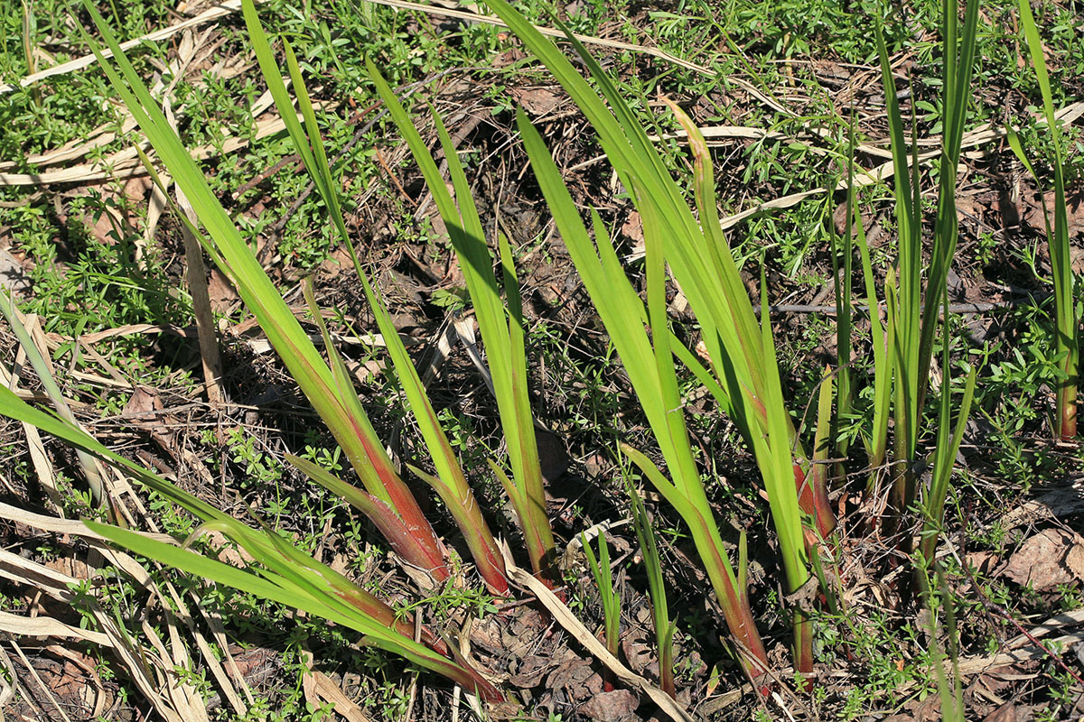 Изображение особи Acorus calamus.