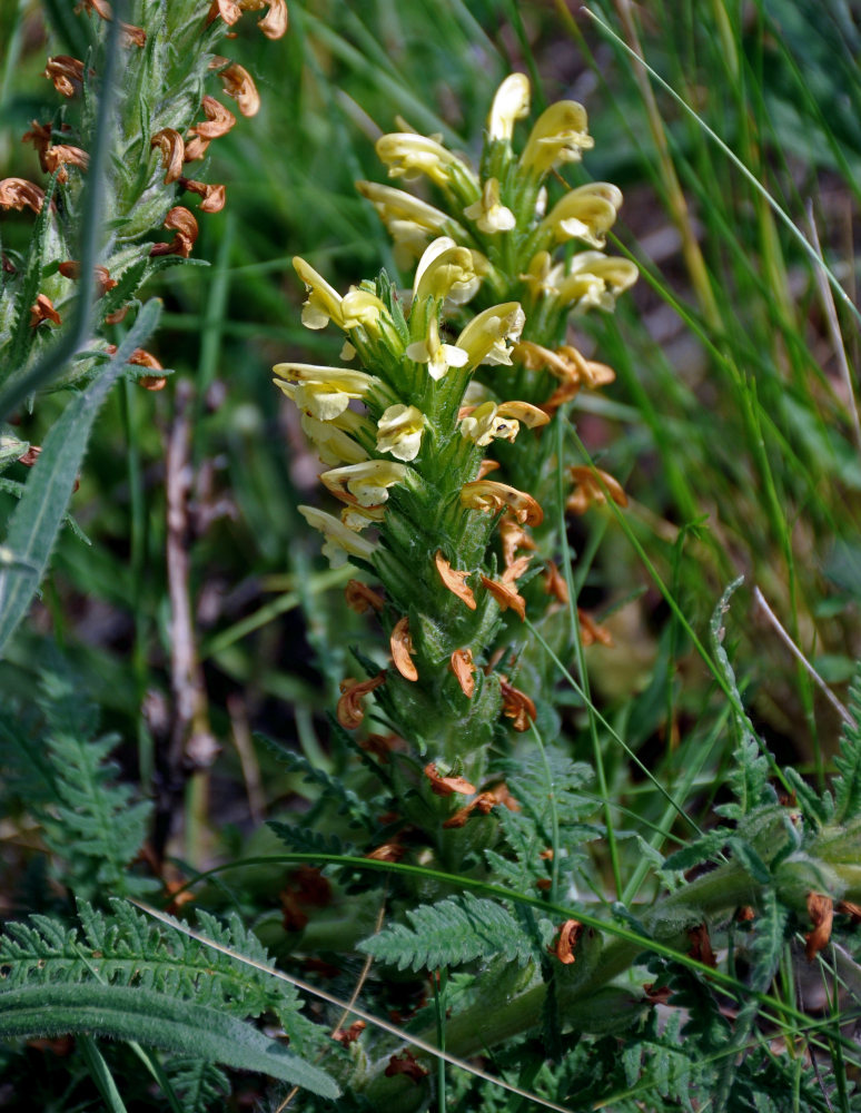 Изображение особи Pedicularis kaufmannii.