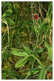 Comarum palustre. Верхушка цветущего растения. Республика Татарстан, Агрызский р-н. 23.06.2010.