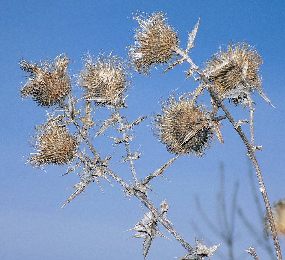 Image of Cirsium vulgare specimen.