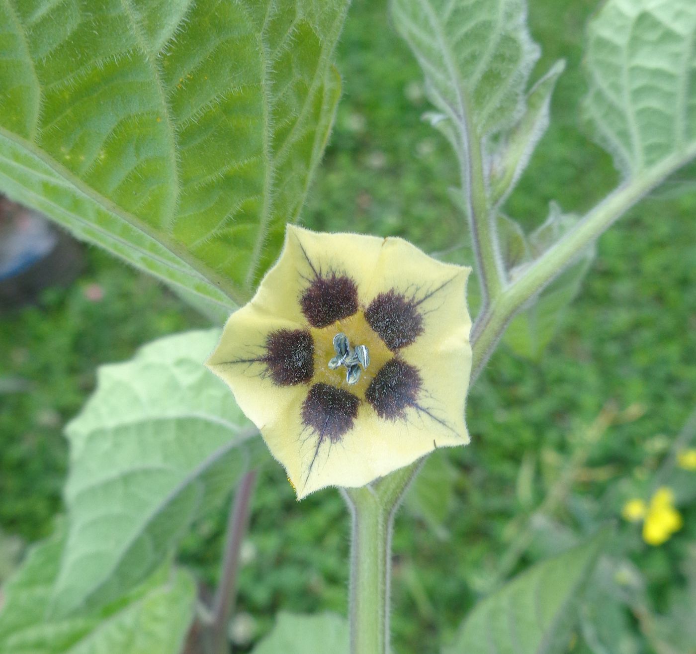 Image of Physalis peruviana specimen.