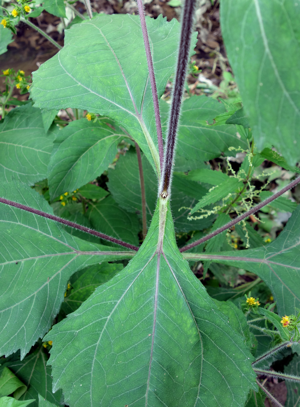 Image of Sigesbeckia orientalis specimen.