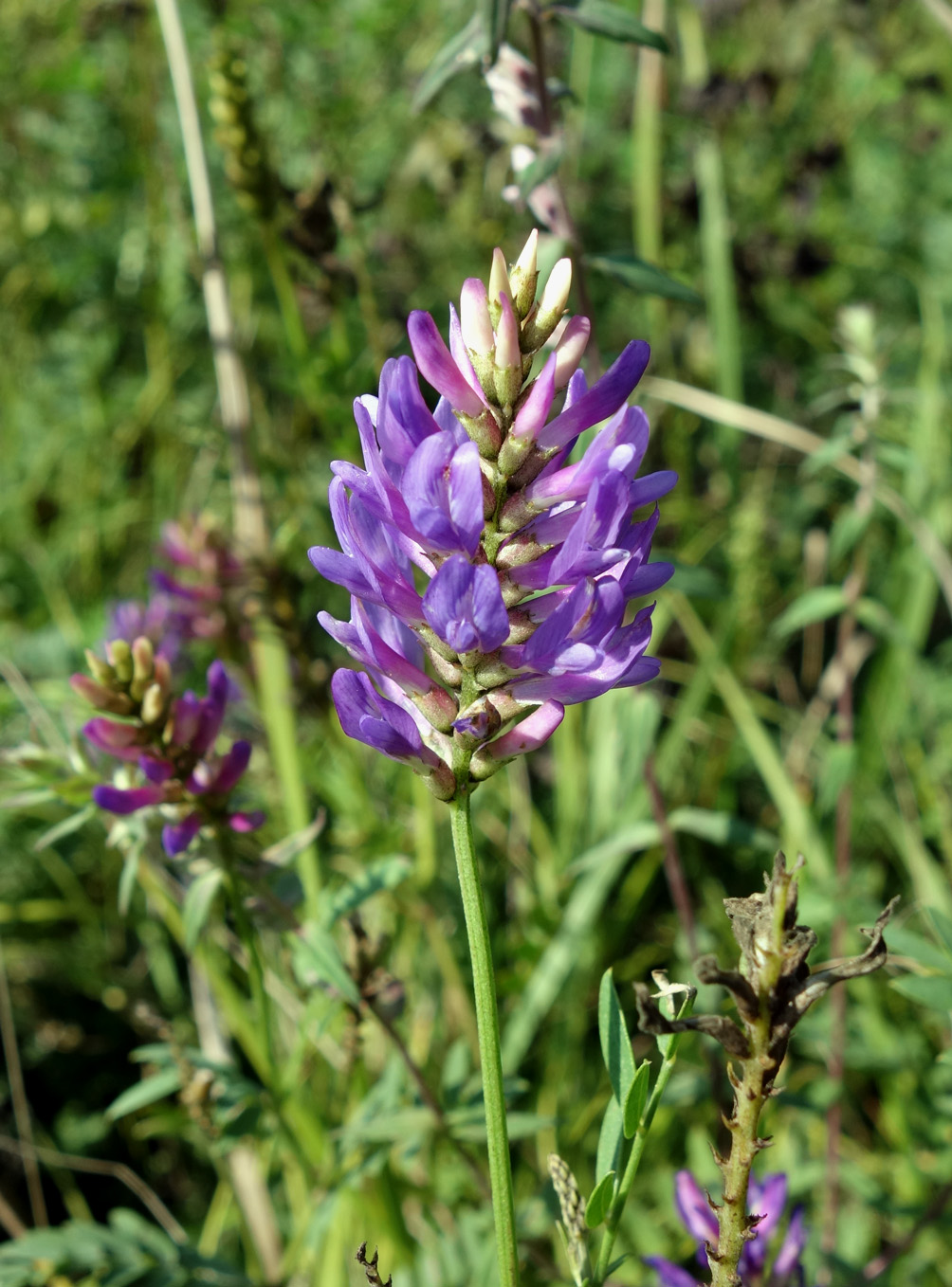 Image of Astragalus adsurgens specimen.