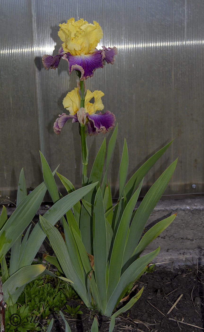 Image of Iris &times; hybrida specimen.