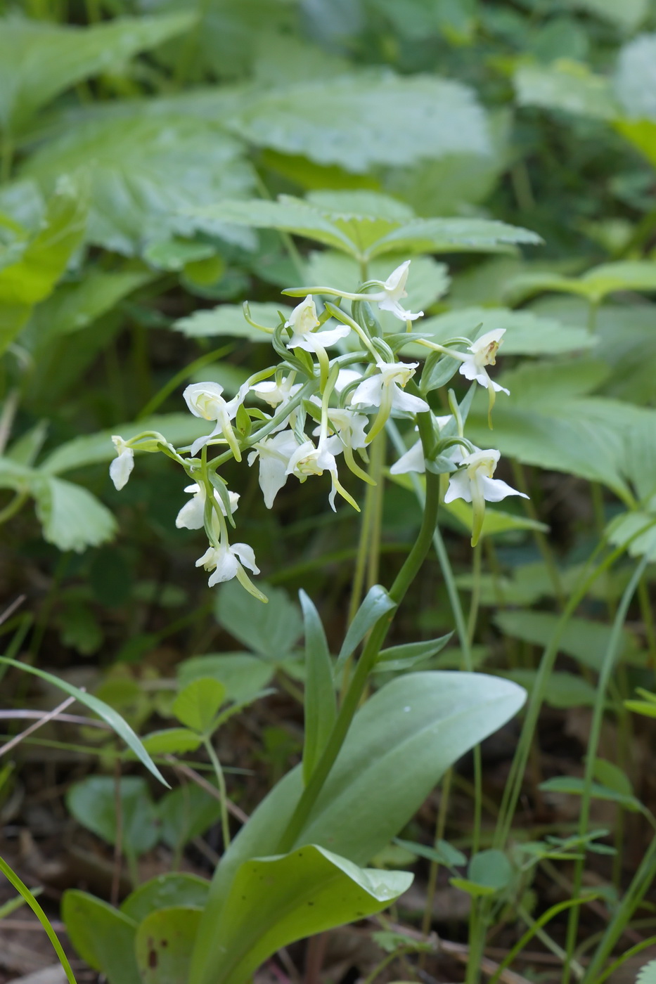 Image of Platanthera bifolia specimen.