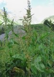 Rumex longifolius. Верхушка цветущего растения. Кабардино-Балкария, Эльбрусский р-н, долина р. Ирик, ок. 2350 м н.у.м., субальпийский луг, у тропы. 06.07.2020.
