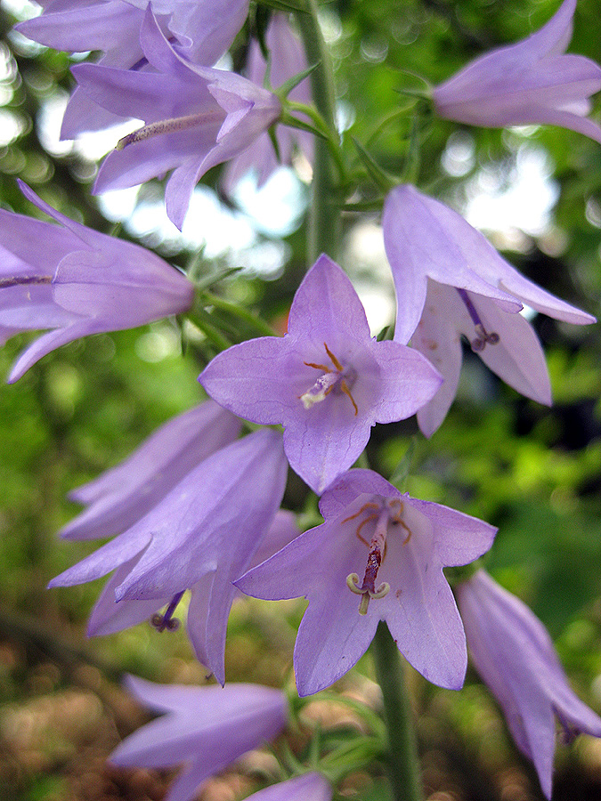 Image of Campanula bononiensis specimen.