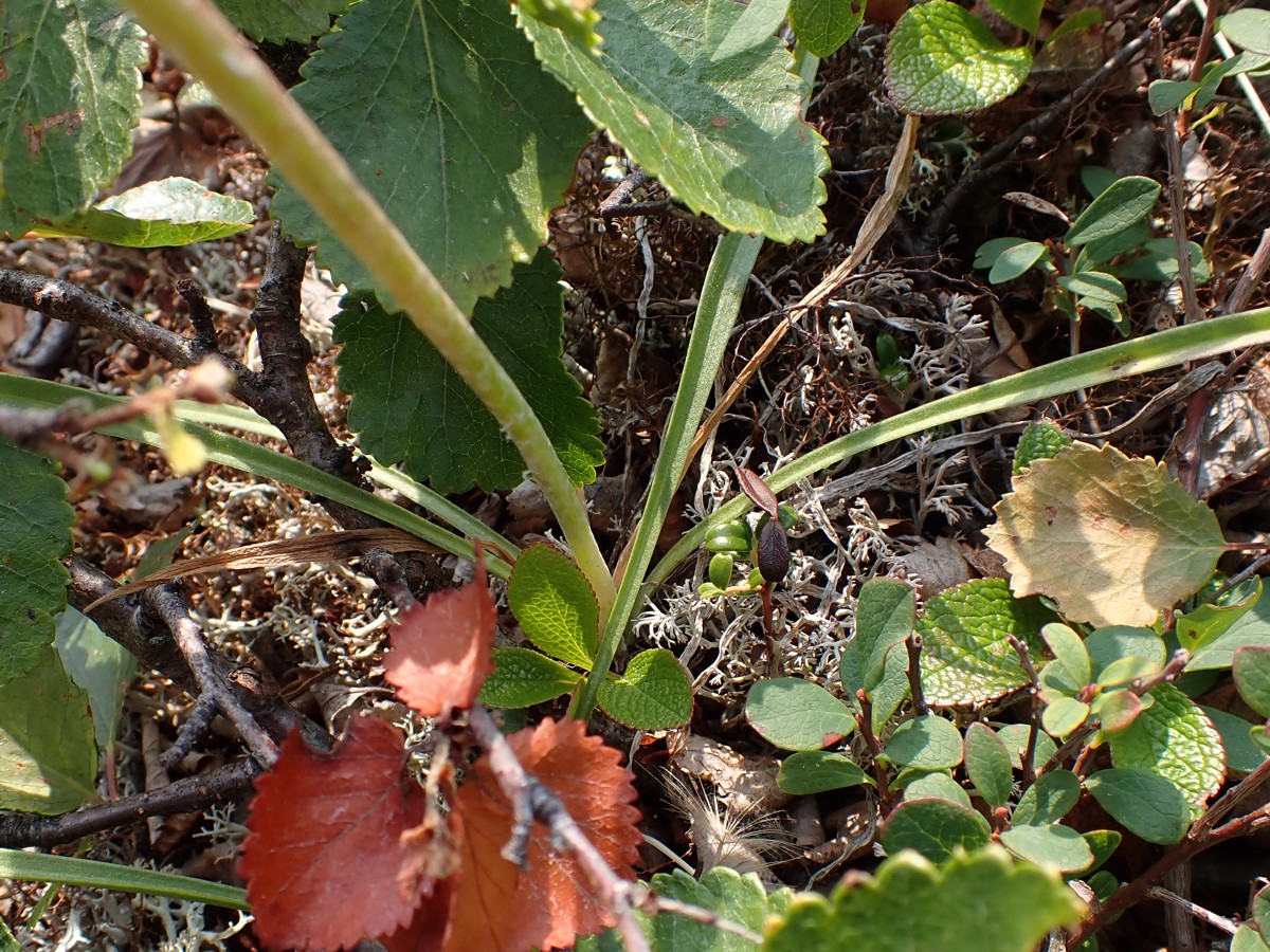 Изображение особи Scorzonera radiata.