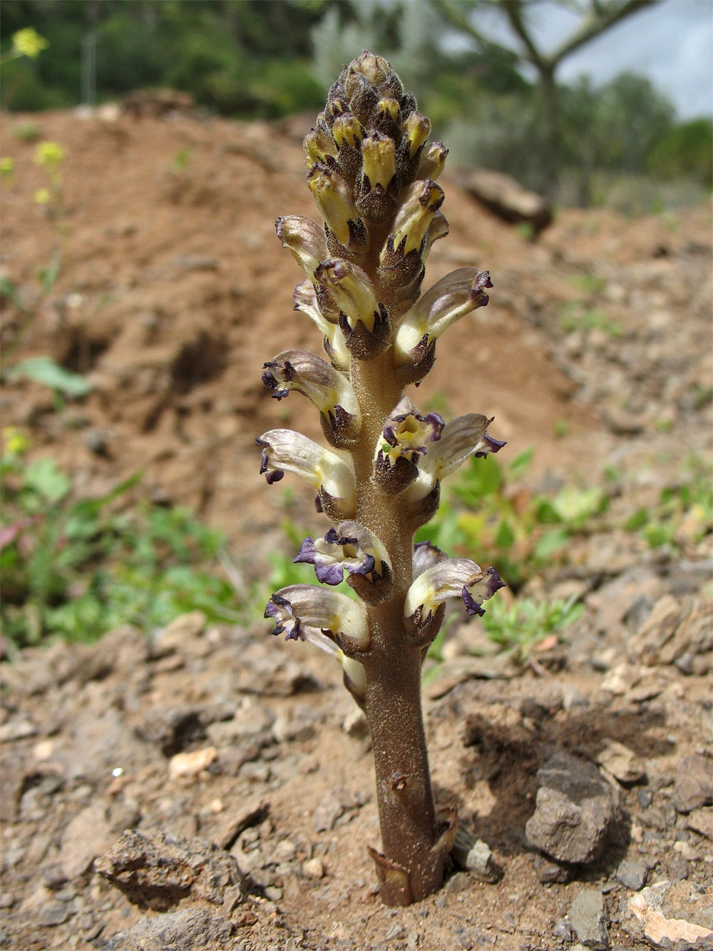 Image of Orobanche cernua specimen.