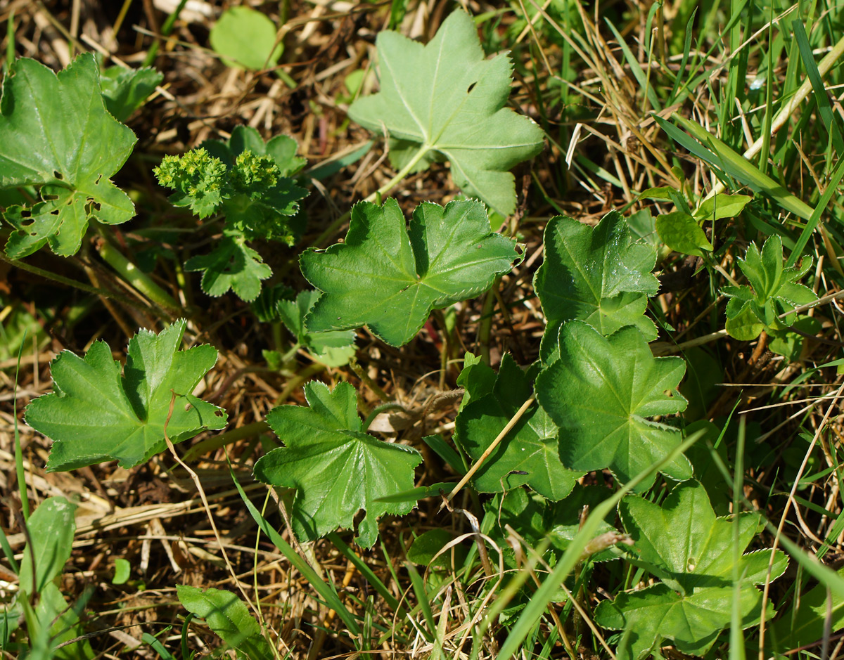 Изображение особи род Alchemilla.