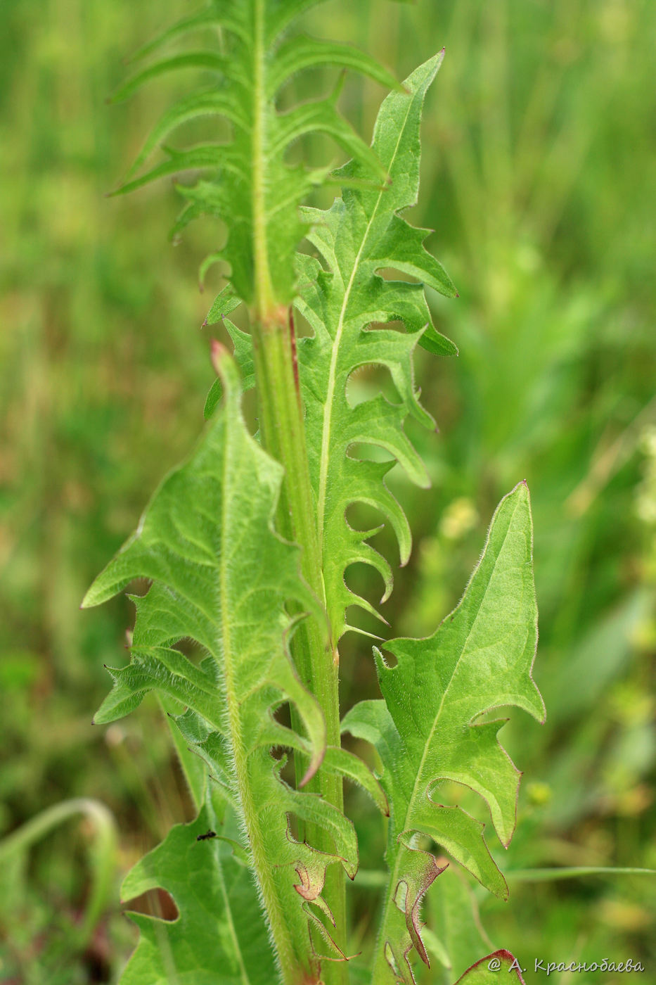 Image of Crepis biennis specimen.