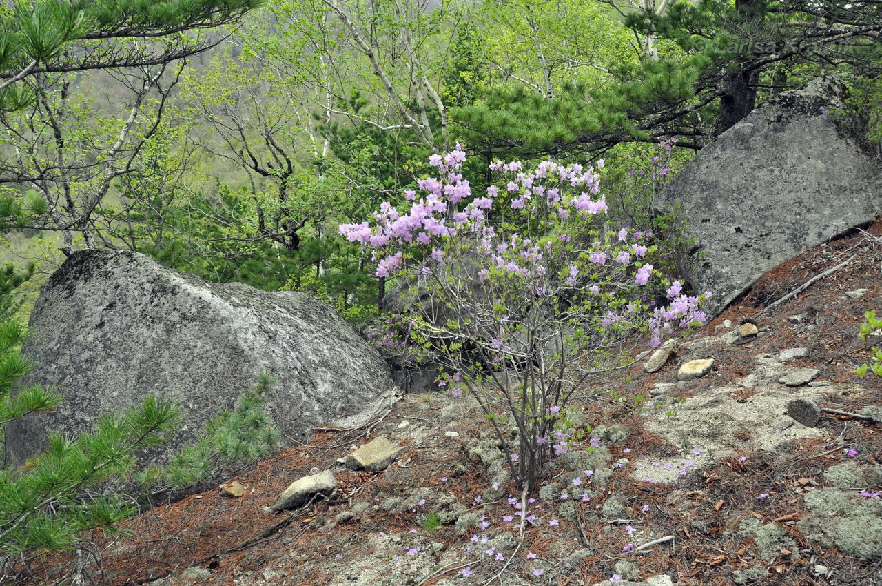 Изображение особи Rhododendron mucronulatum.