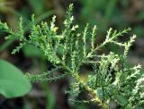 Juniperus foetidissima