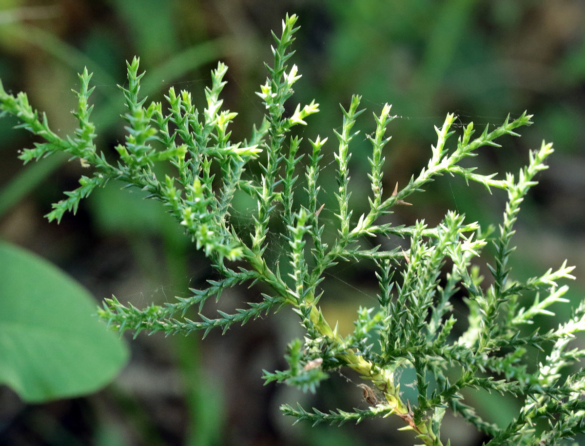 Image of Juniperus foetidissima specimen.