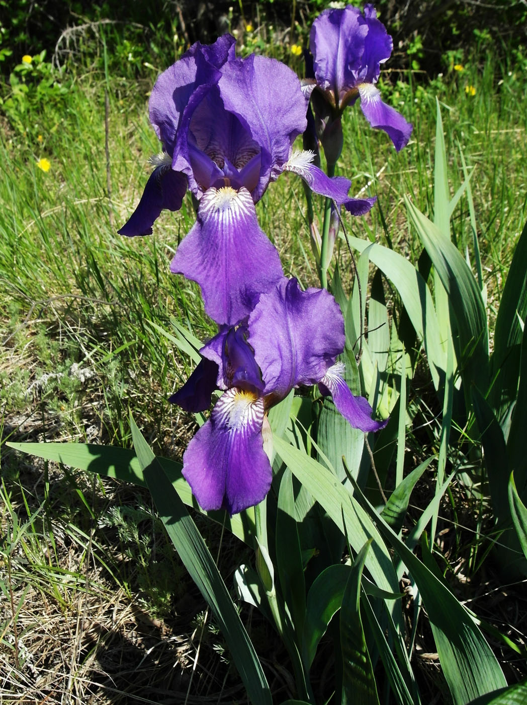 Image of Iris nyaradyana specimen.