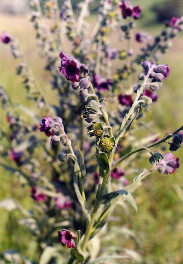 Image of Cynoglossum officinale specimen.