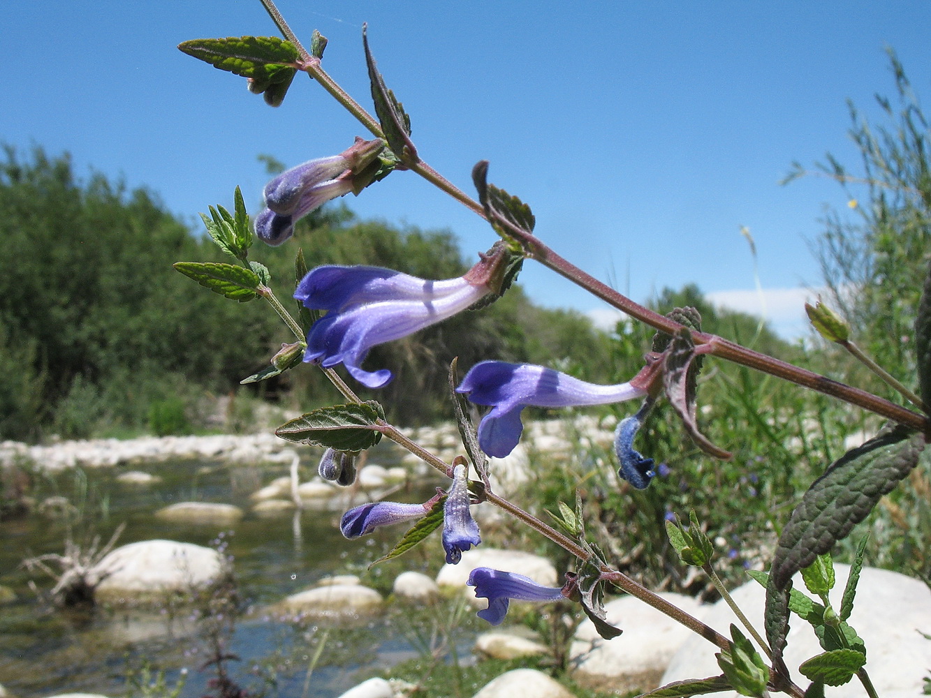 Изображение особи Scutellaria galericulata.