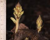 genus Orobanche. Зацветающие растения. Дагестан, Левашинский р-н, окр. с. Цудахар, широколиственный лес. 16 июня 2021 г.